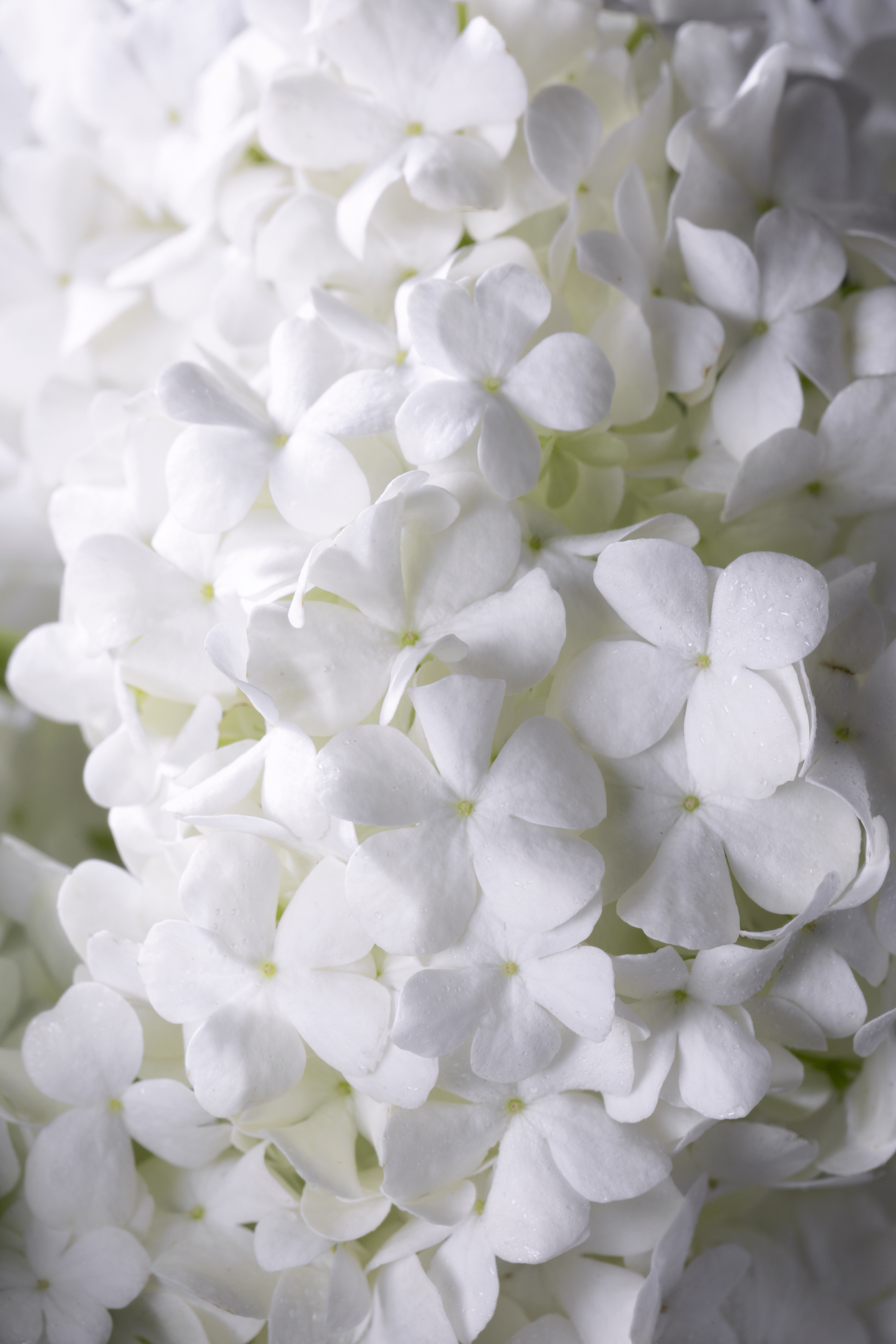 White Musk